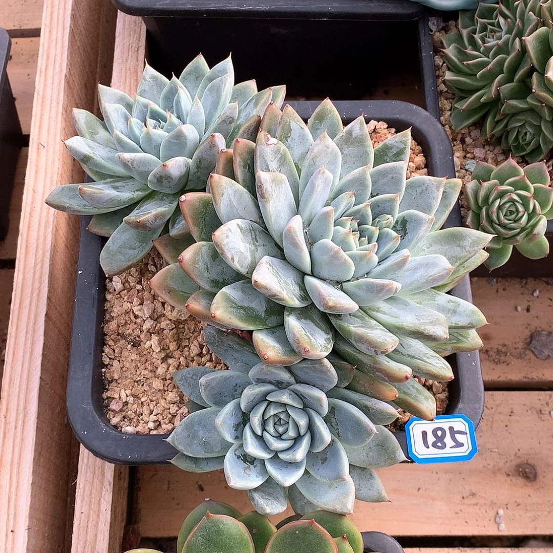 185冰山 一物一拍多肉