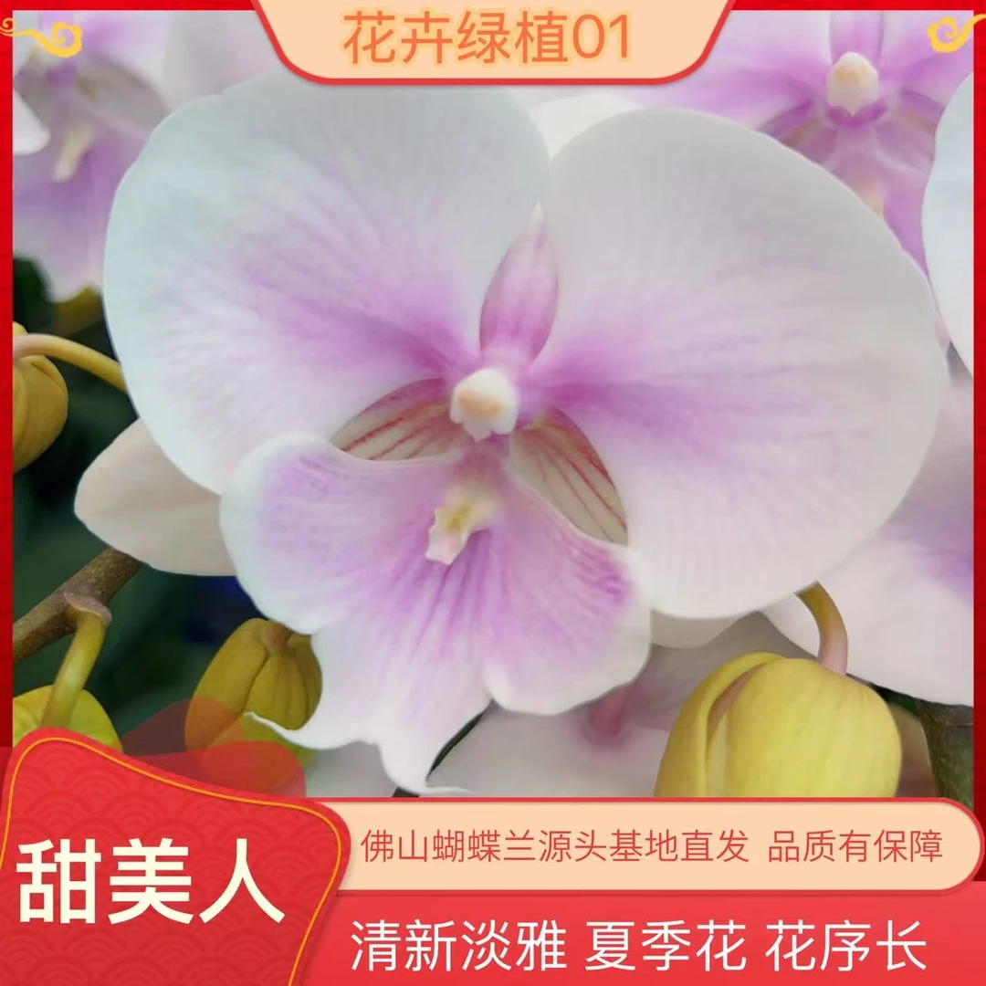 【甜美人01】室内绿植花卉好养易活蝴蝶兰