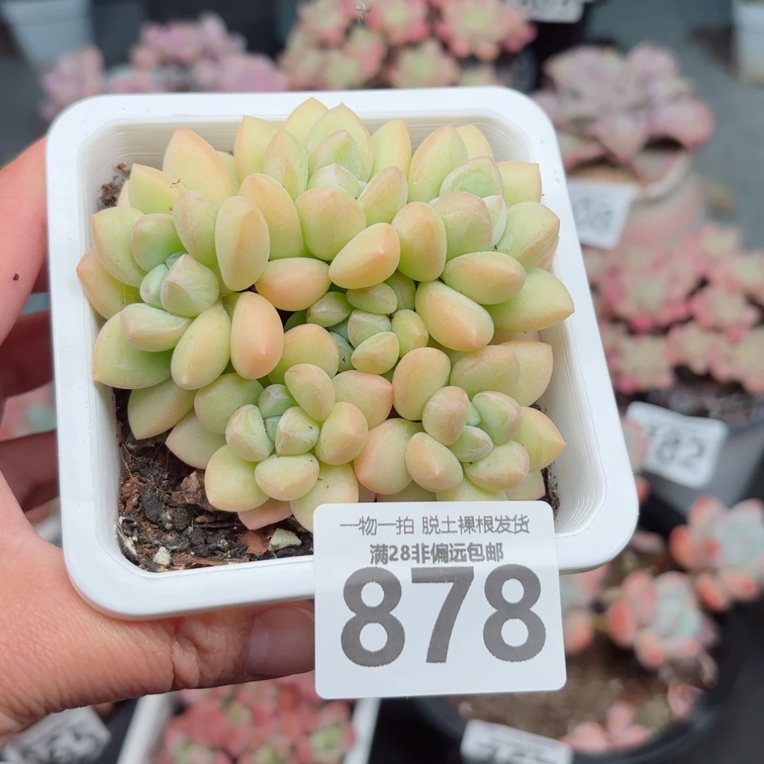 泡泡糖整群无盆土发货