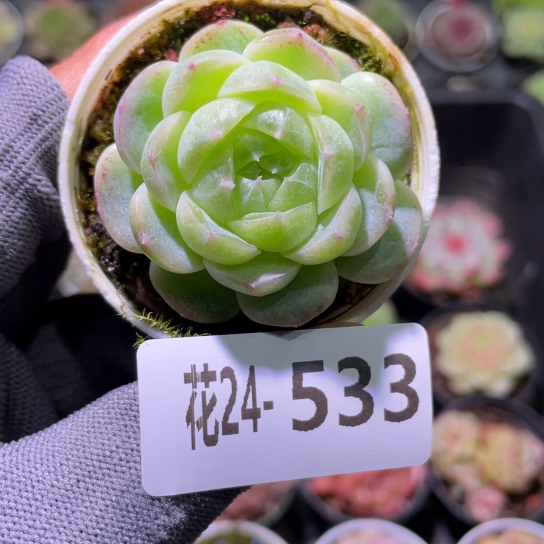 花利美24-533珍妮