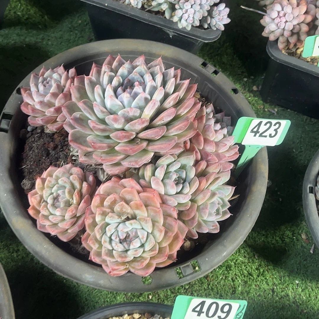 毒***花啊尔吧家人多肉植物423