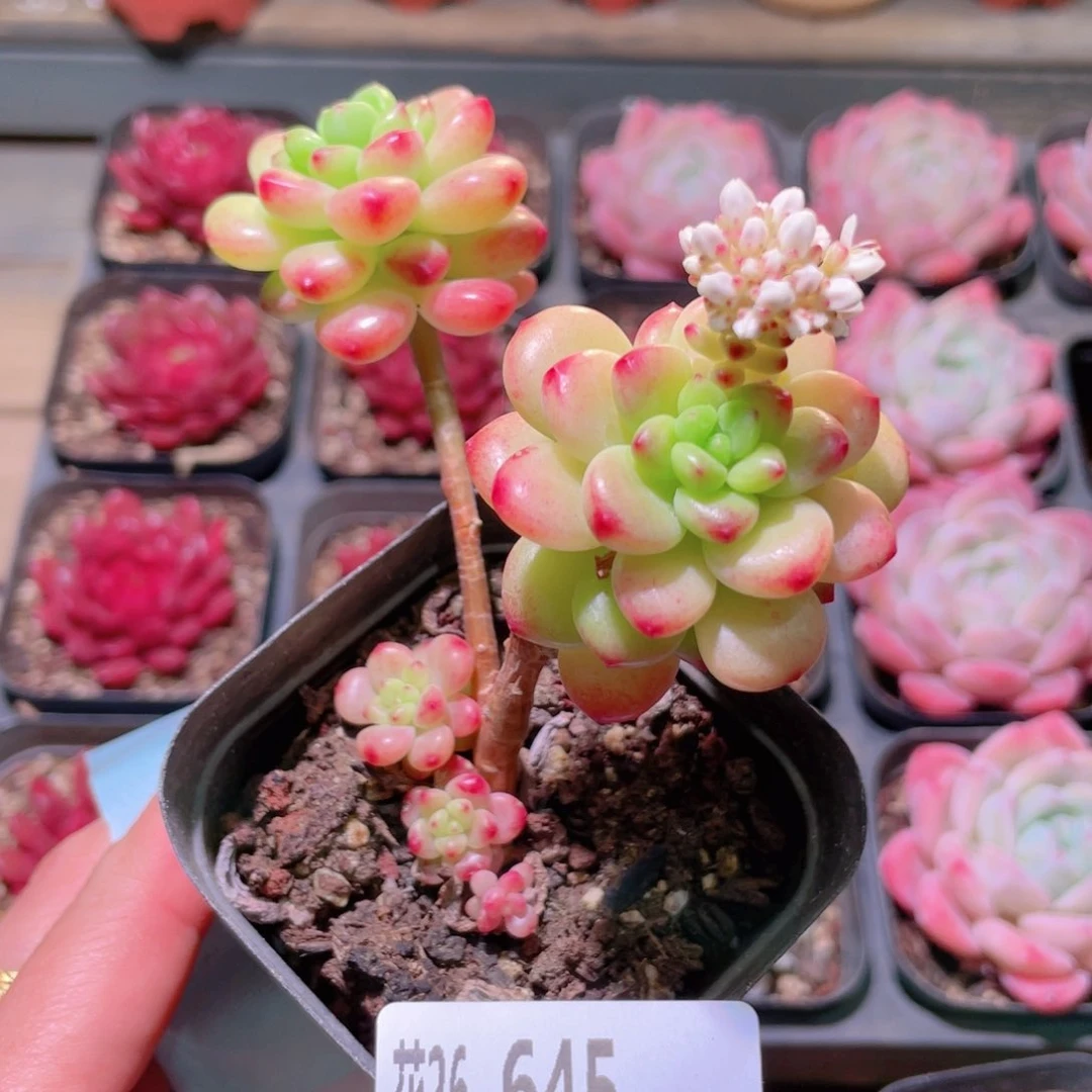 花利美26-645香格里拉