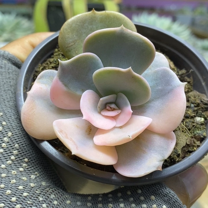 018锦锦锦锦锦锦锦锦锦