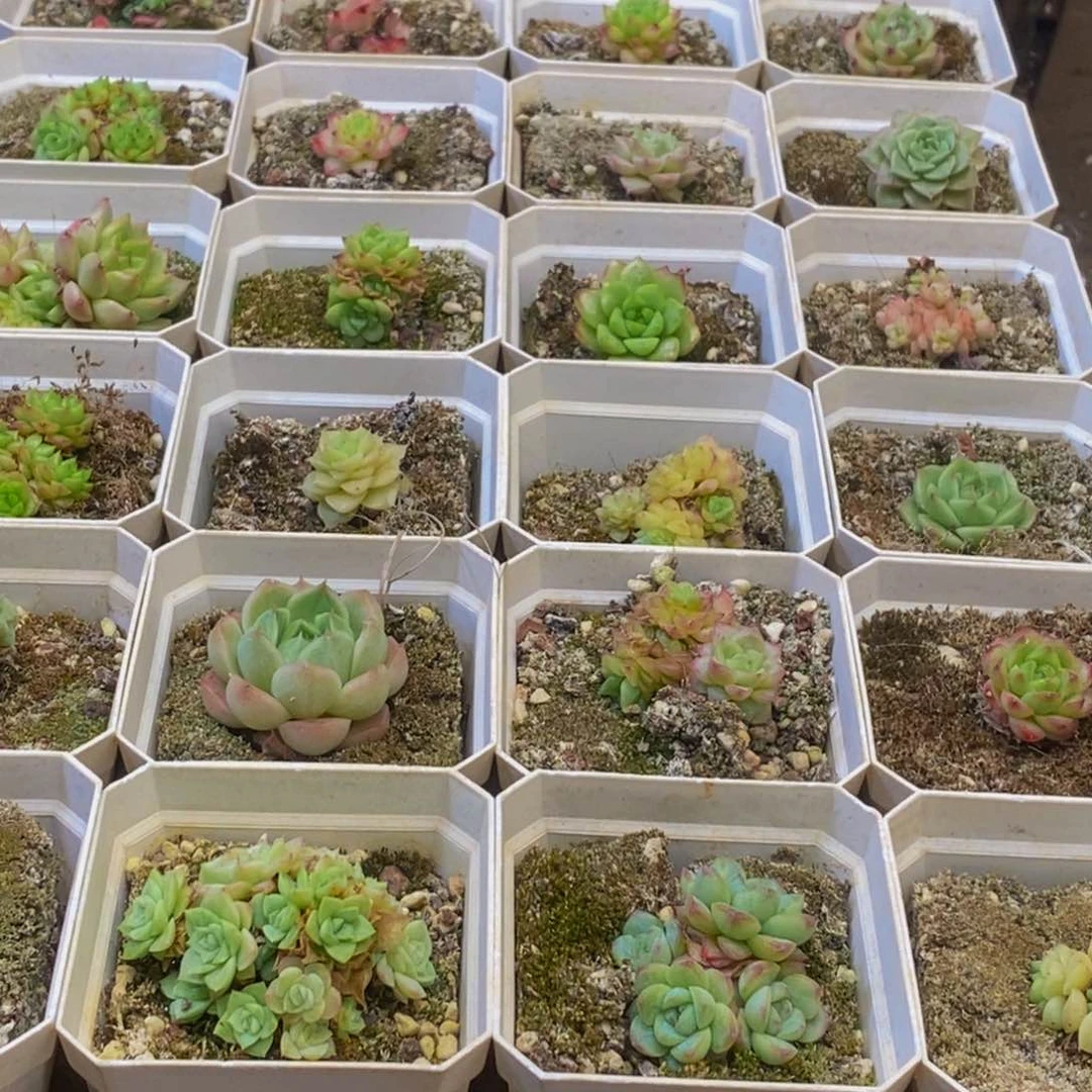796多肉植物保护研究所所长助理研究员