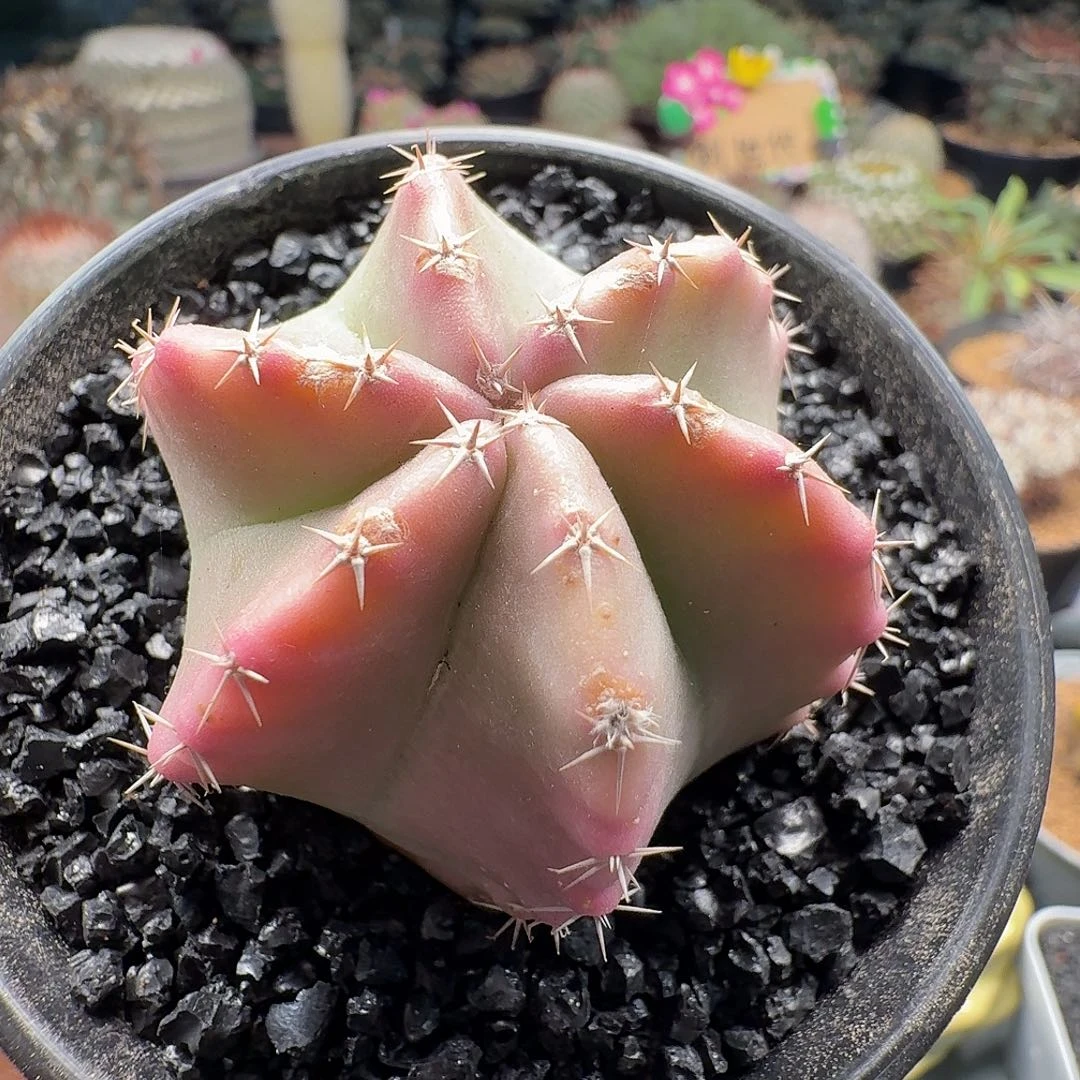 实生果冻虾脱土发货