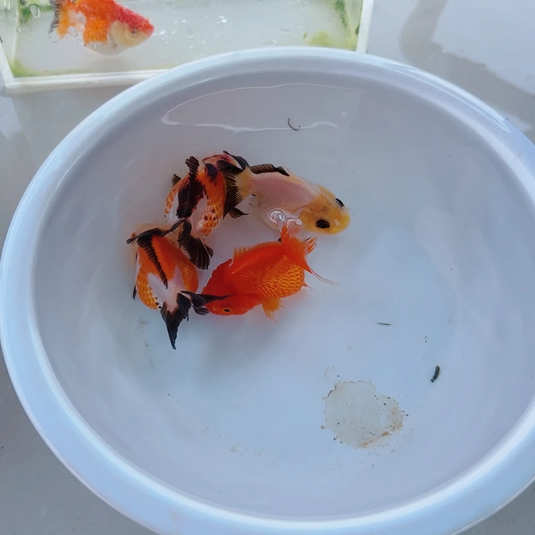 如***是海水11111111111111