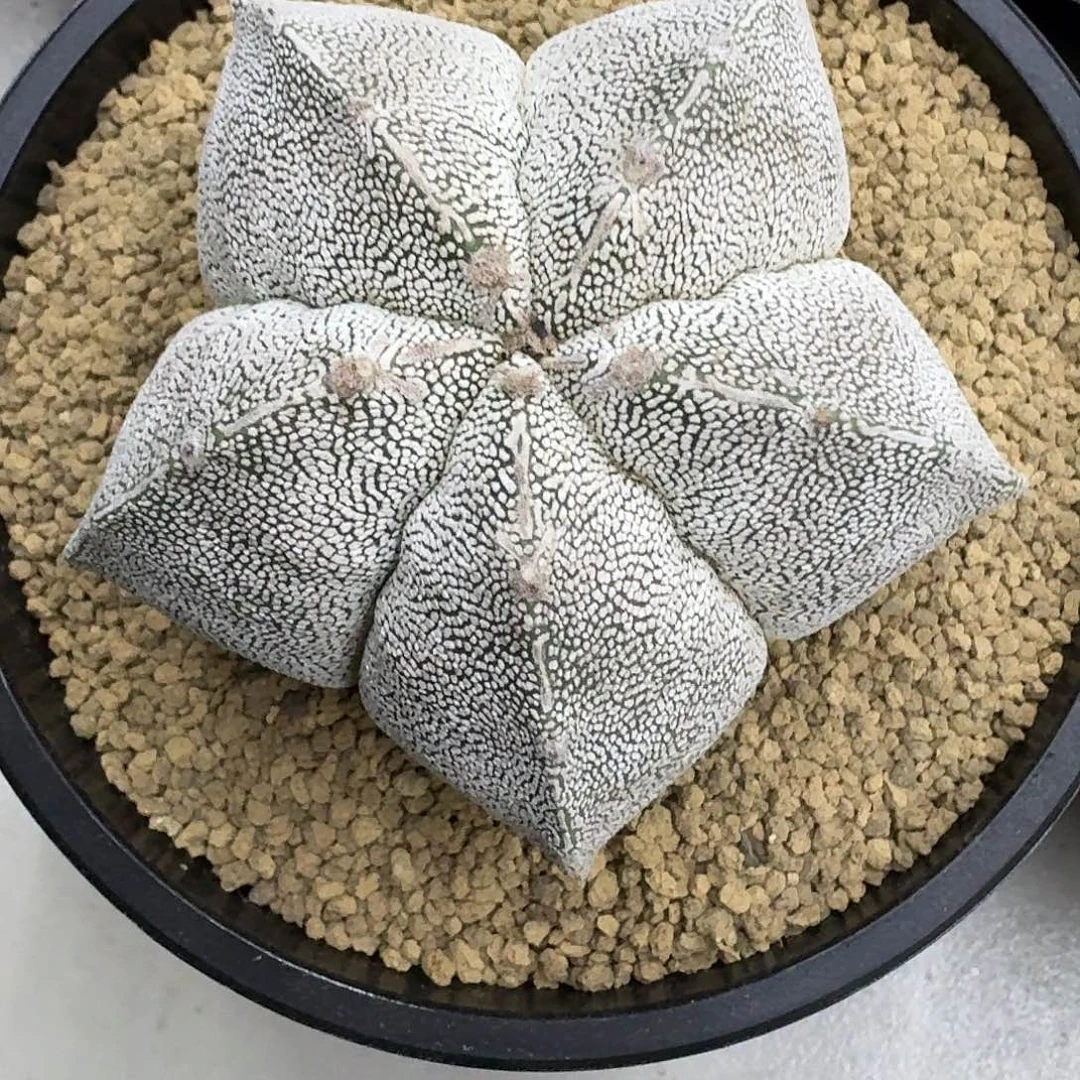 实生恩冢鸾凤玉，带盆土发货