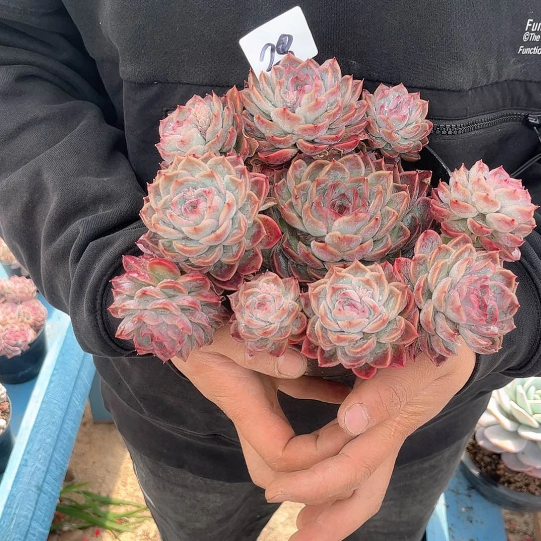 安****）29号惊鸿贝贝多肉植物0000