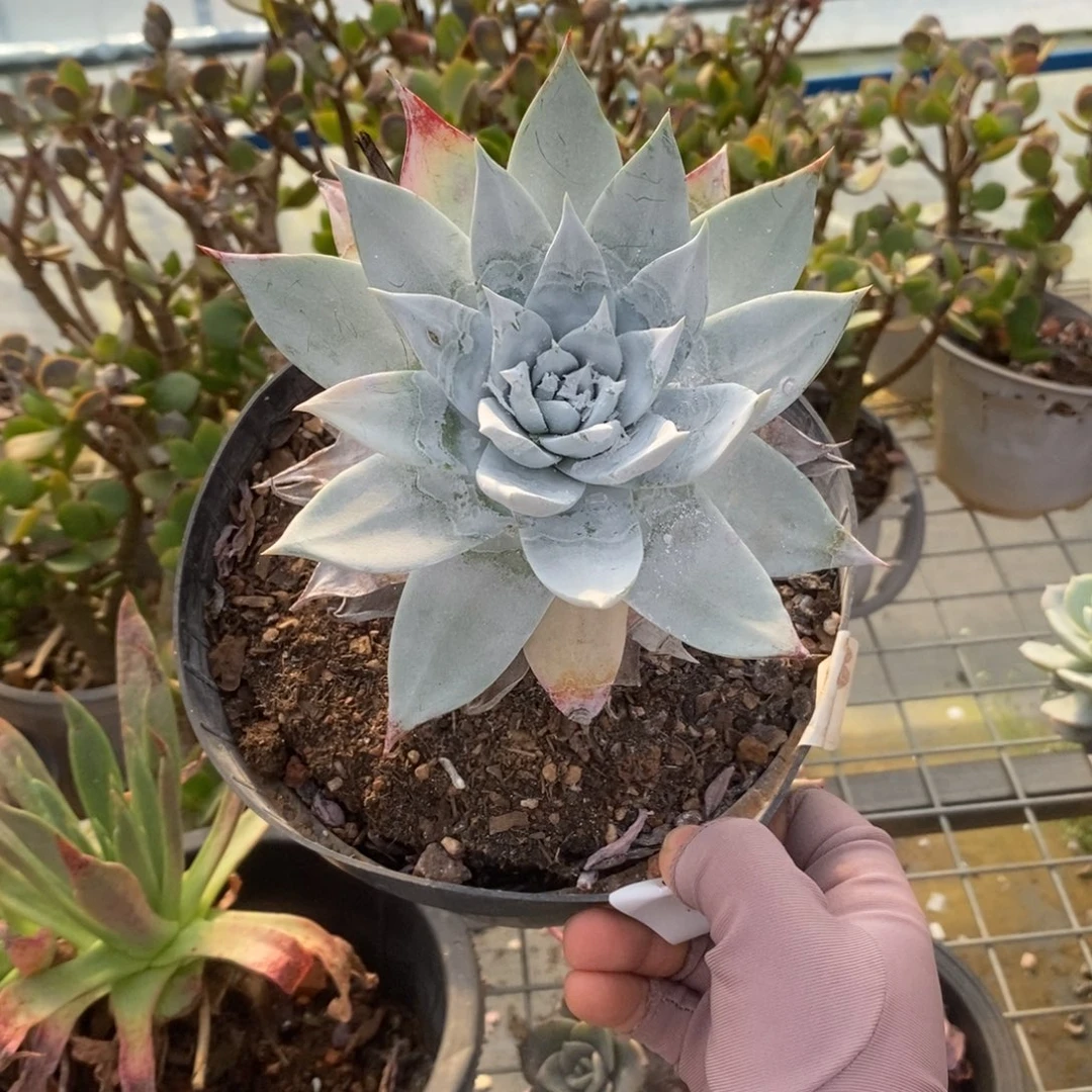 5734雪山仙女杯一物一拍