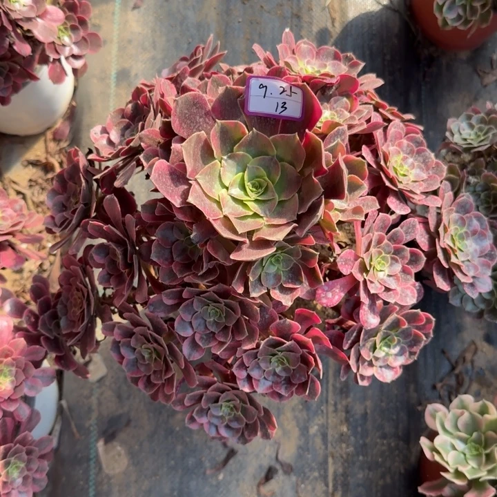 Y***j凤冠多肉植物绿植13