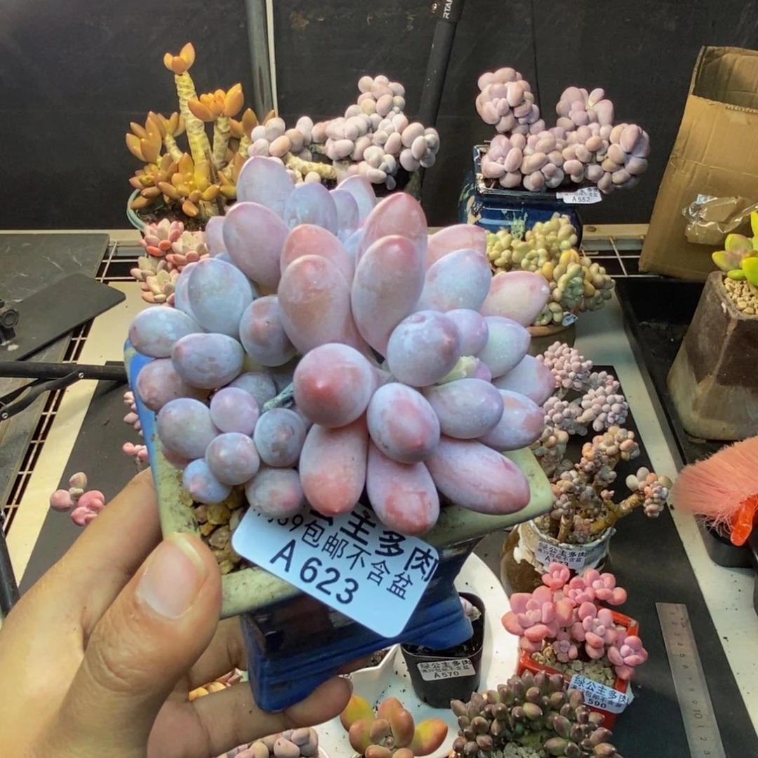 623丸叶汤圆多肉8c m