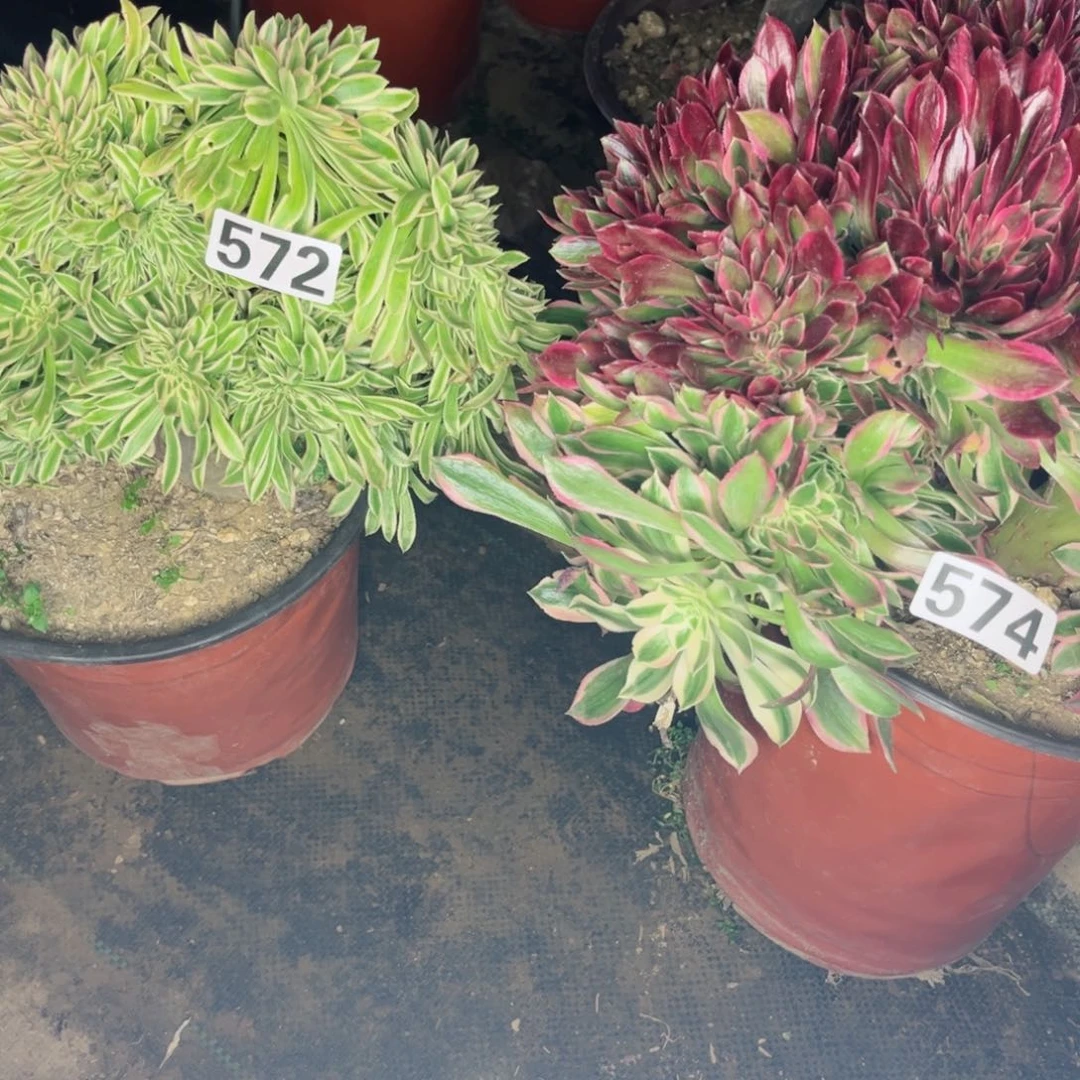 k***o574和572两颗缀化多肉植物