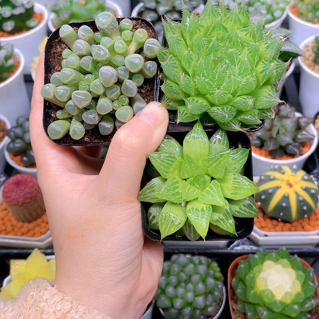 五十玲玉，水晶莲，玉露寿