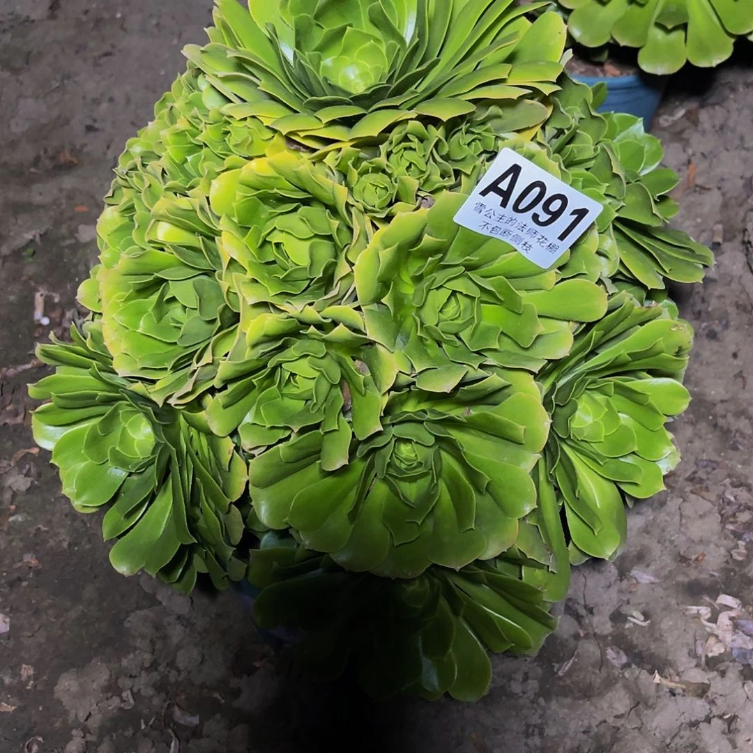 红陶法师法师13–48包邮法师