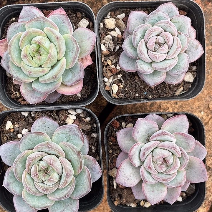 星星珍妮四颗 一物一拍