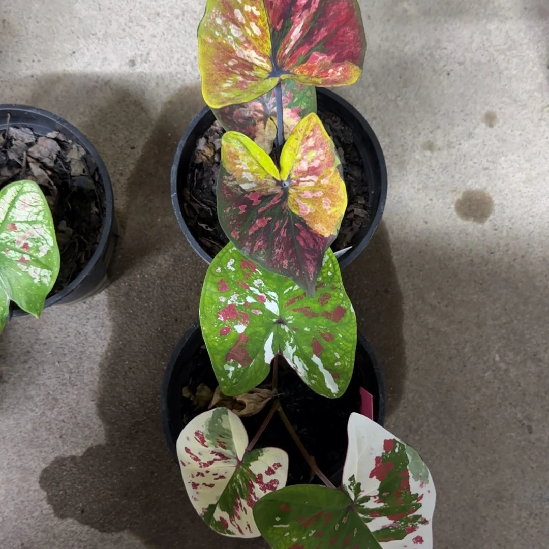 ?****?145-1022广东发货两颗