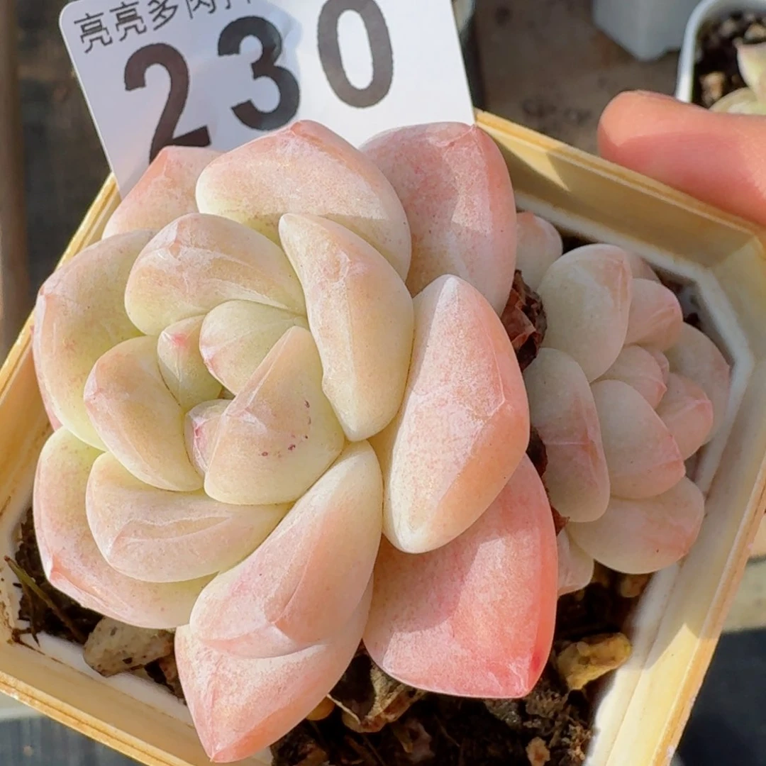 开播福利         精品多肉