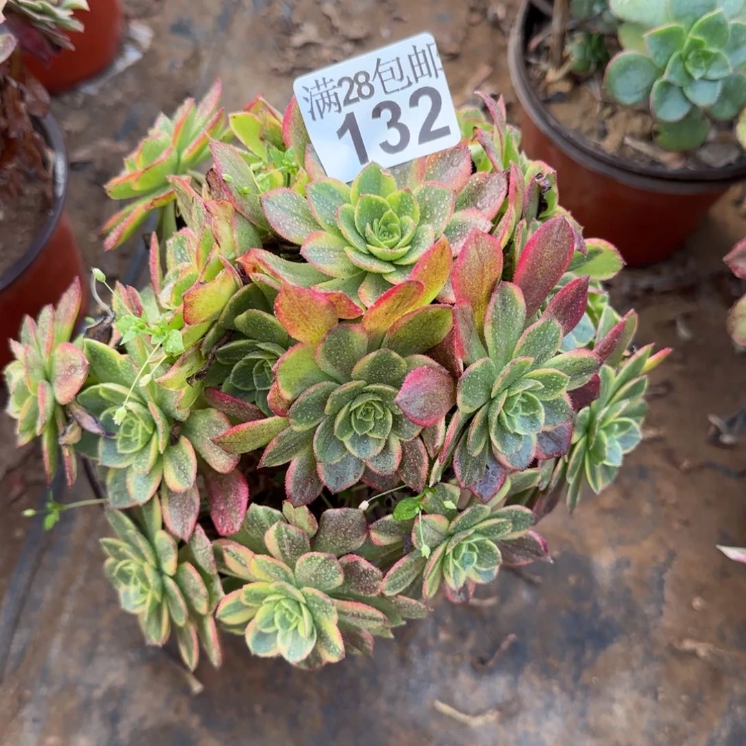 万黄锦多肉132满28包邮断枝不包