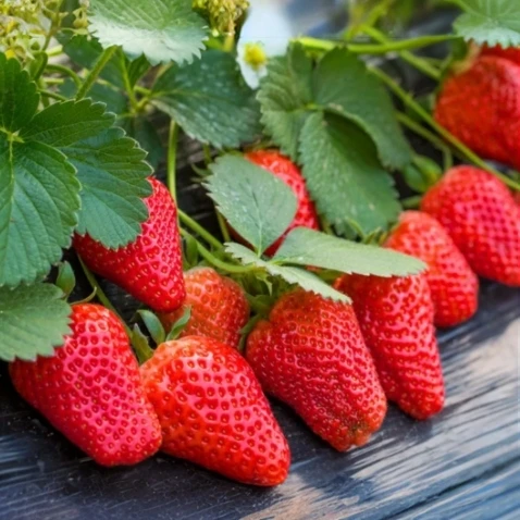 奶油草莓种子四季阳台盆栽蔬菜庭院室外