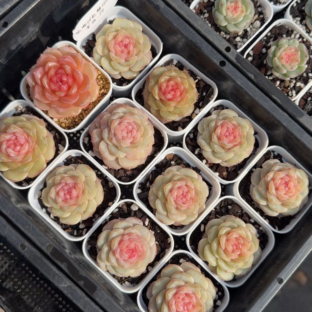 1212-079-6160一颗量拍