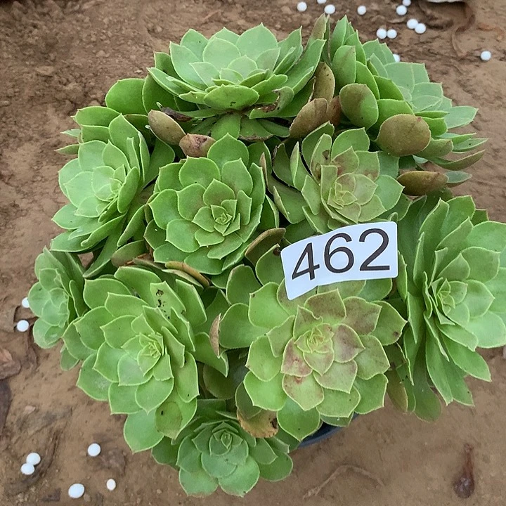 无花朵462沙拉碗多肉
