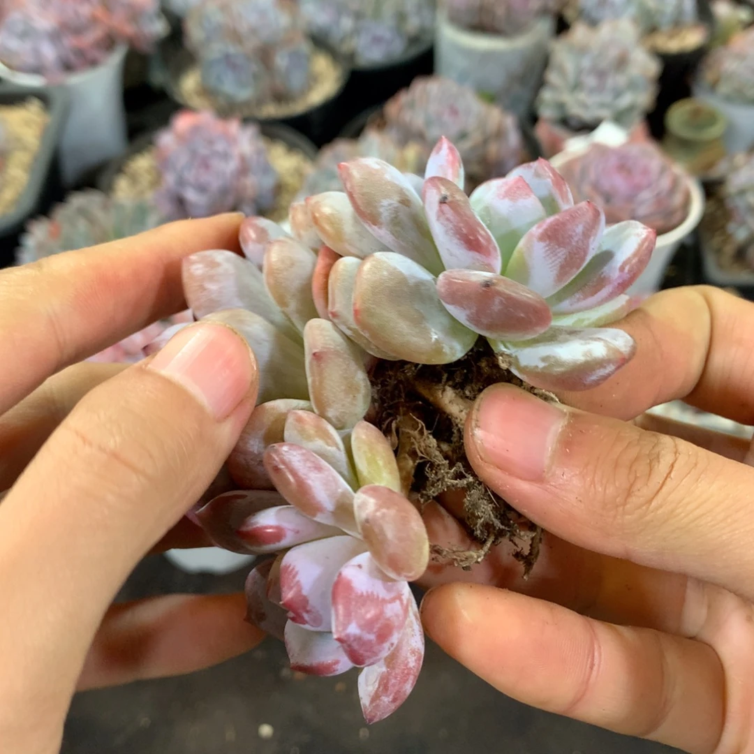 哈哈哈哈哈哈哈哈哈哈哈哈