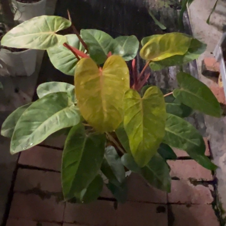 不开花植物双头红杆油画女郎