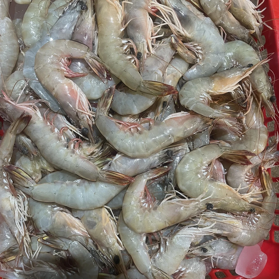 野生深海 次白刺虾