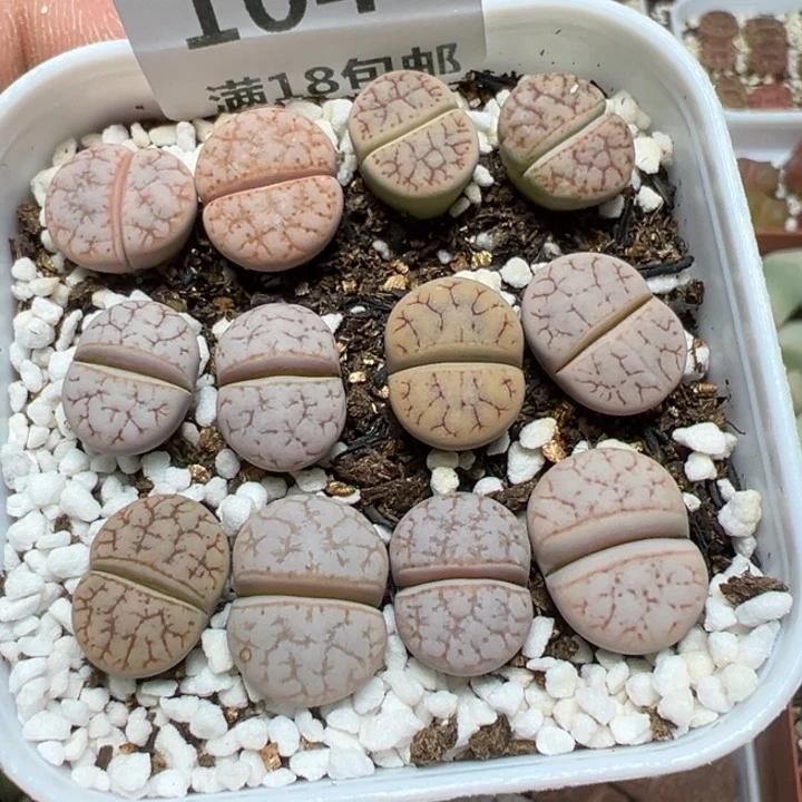 【闪购商品】 104。