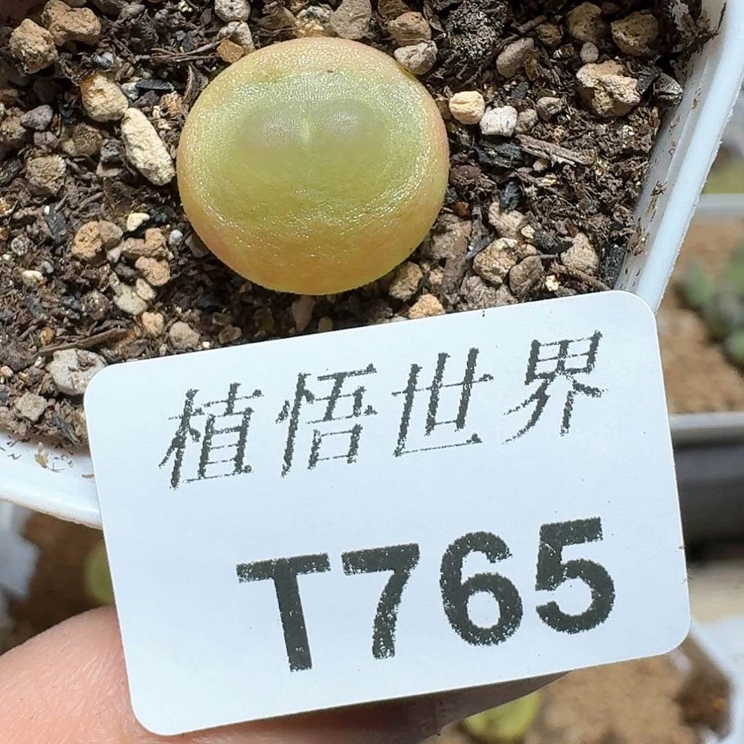 765盒多肉植物哇f g