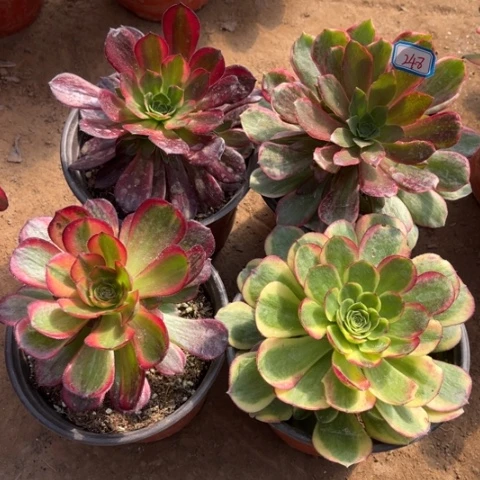 248多肉植物组合
