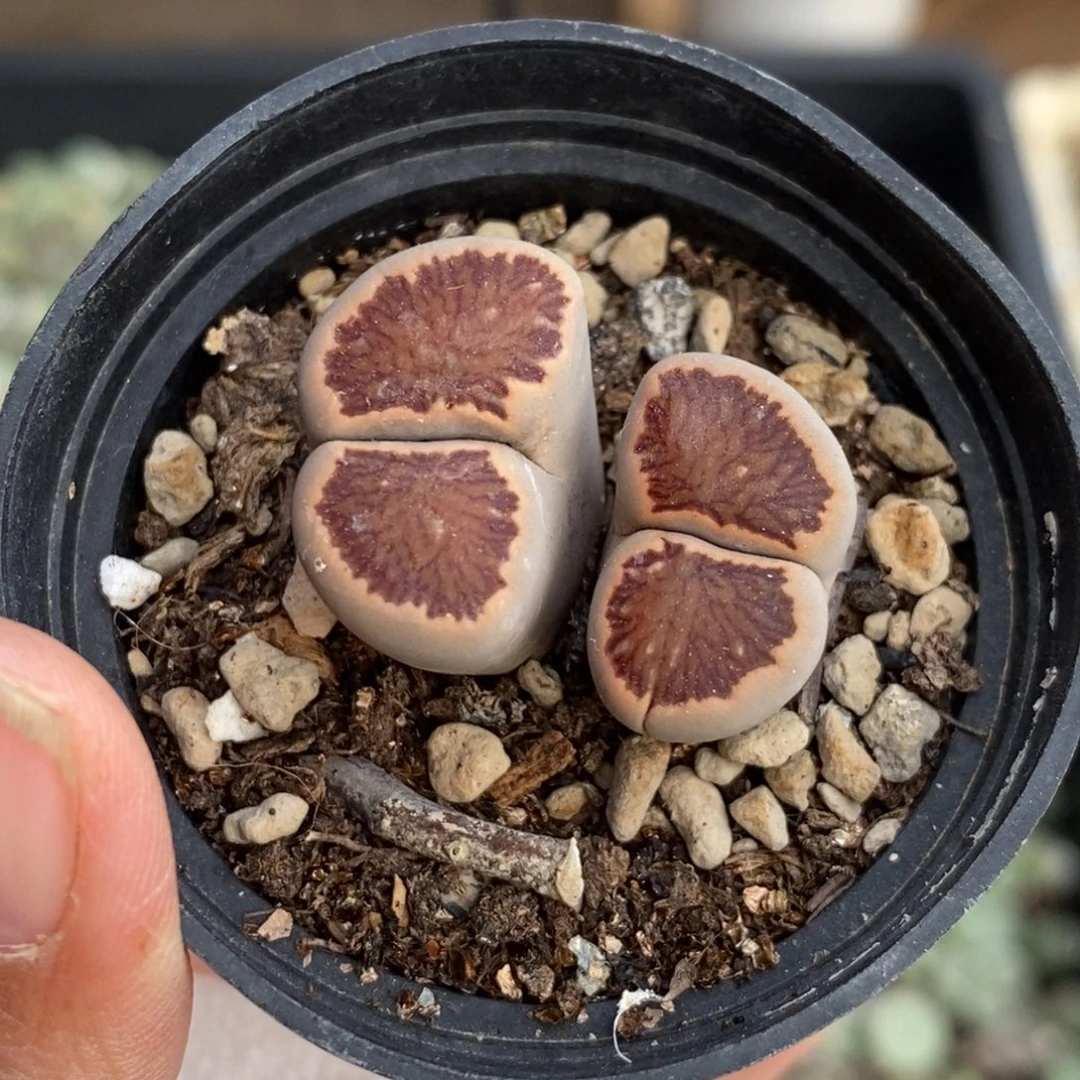 0153 双头菊纹章带盆土