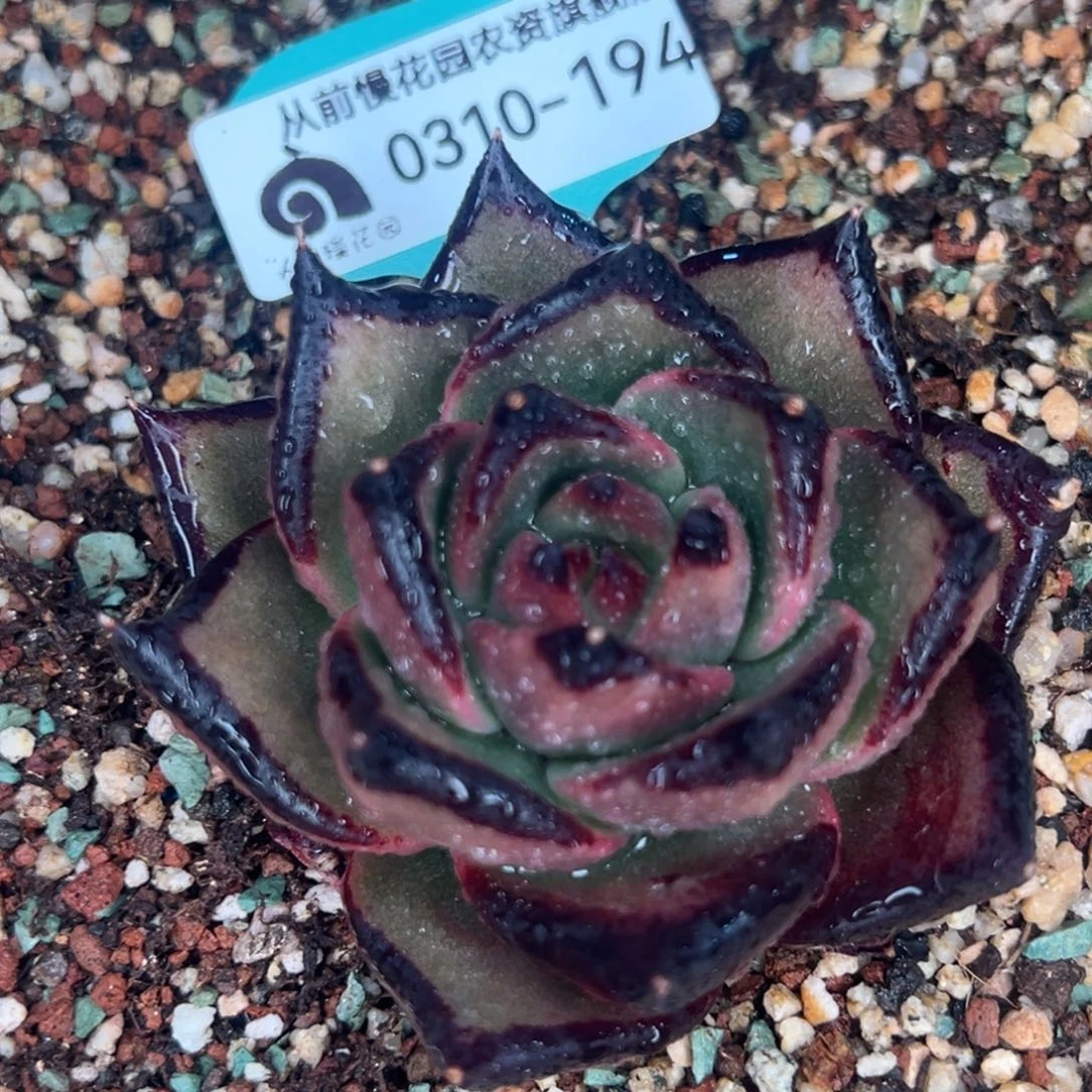 从前慢多肉精选编号0310.194