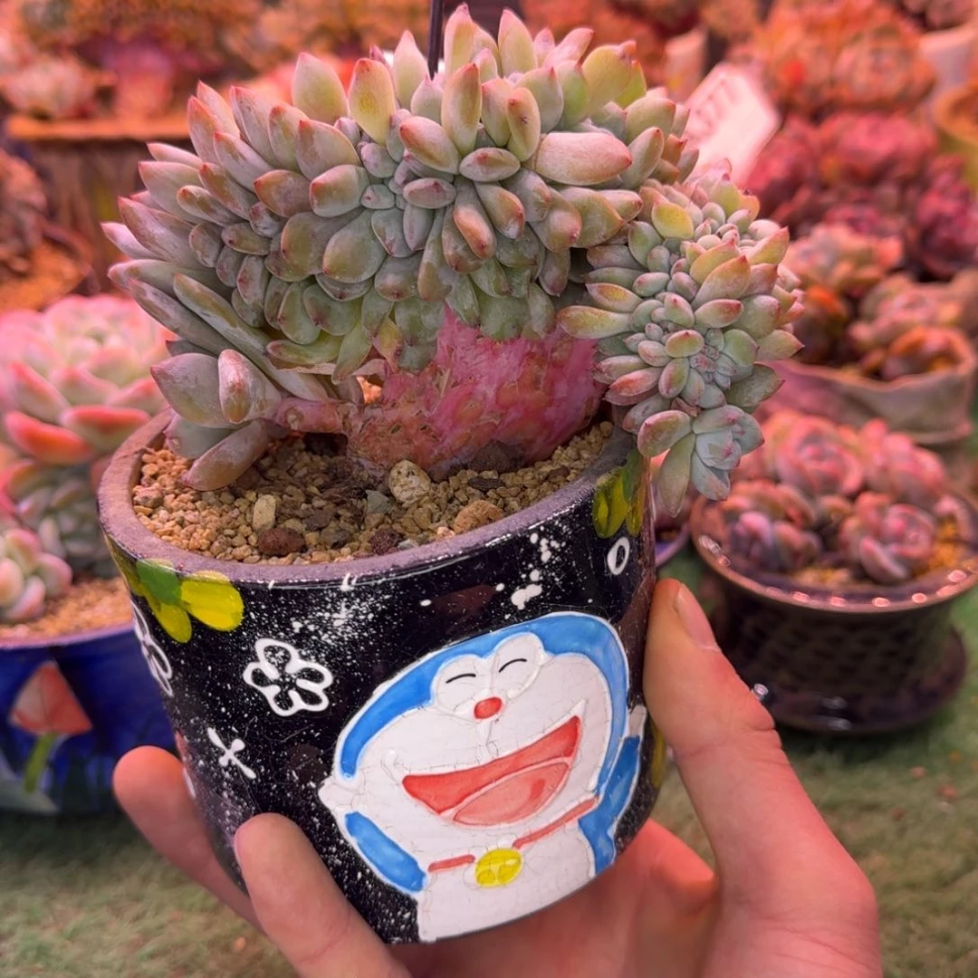 星影树缀无砍多肉