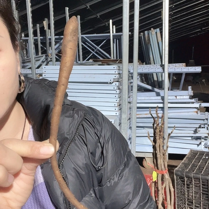 当前无花栽培后可以开花粉红魅力根