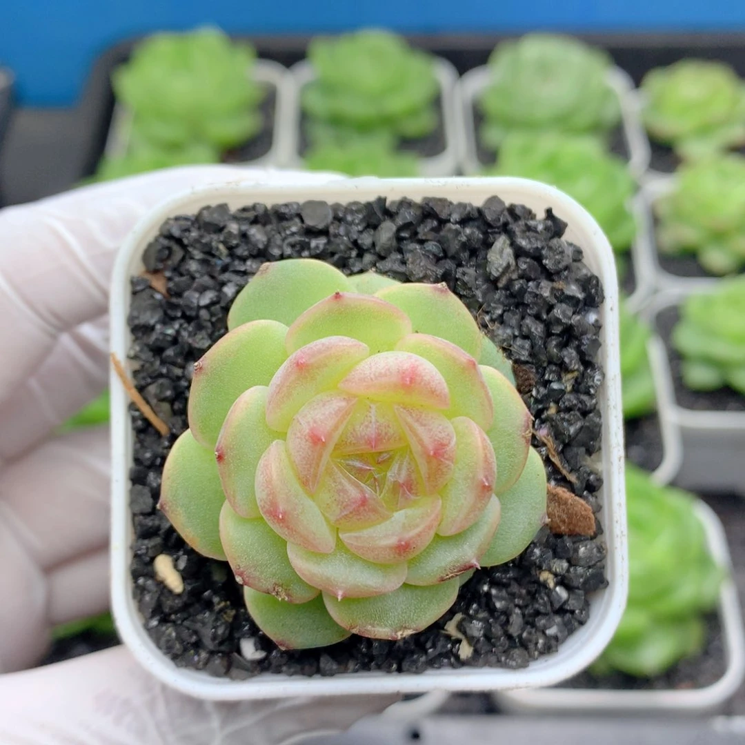 58包邮  群生不包整02