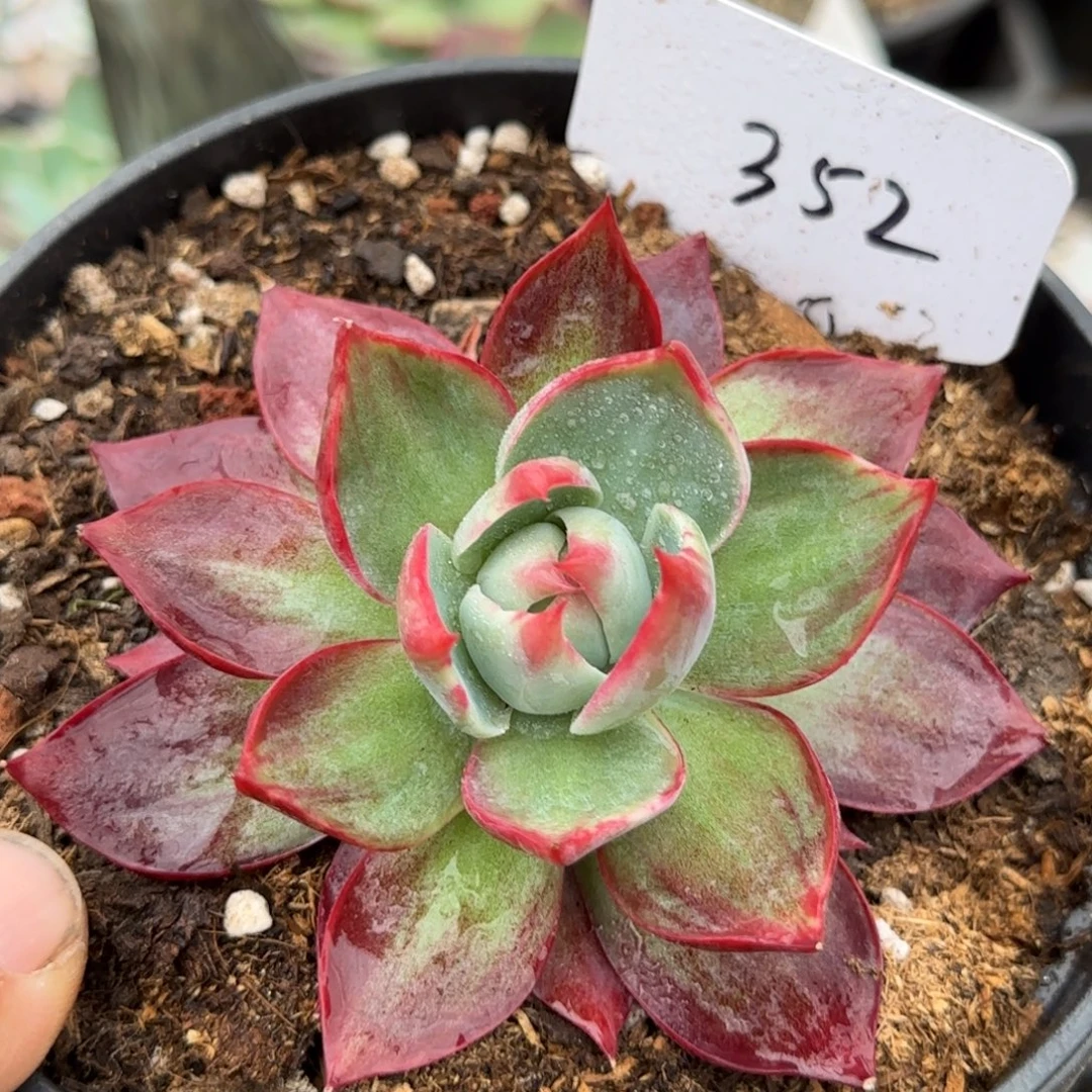 惊鸿一物一拍包装收缩花旱352