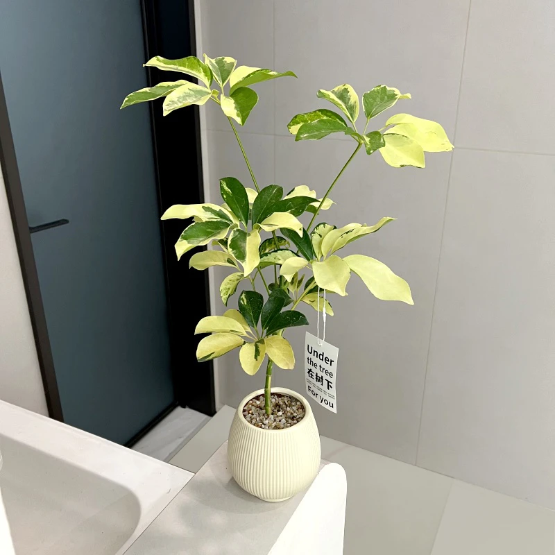 【喜半阴】花叶鸭脚木盆栽客厅室内桌面电视柜高级感好养活四季植物