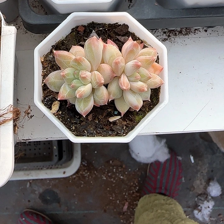 心****师青蛙王子儿童洗发111