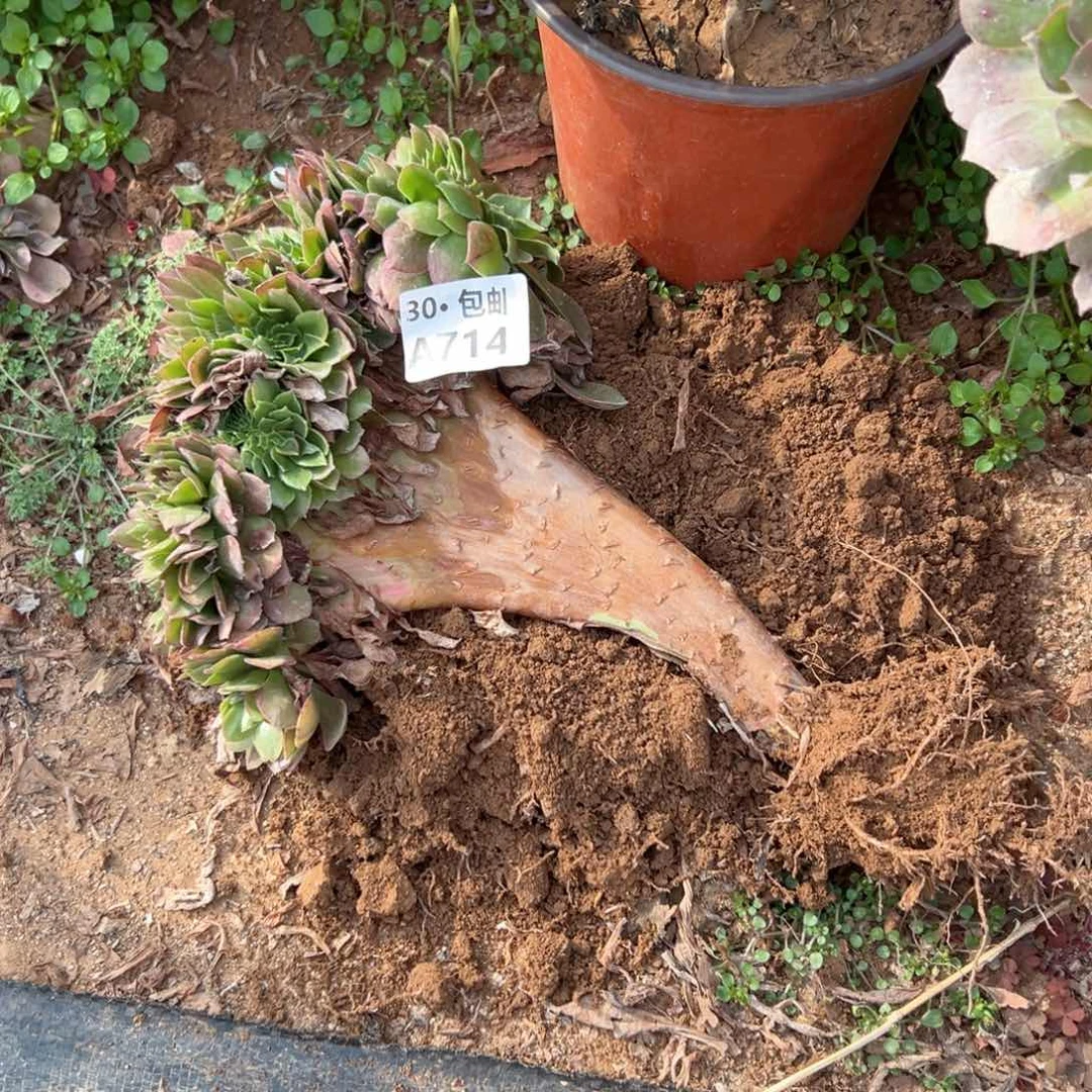 714处理瑕疵多肉侧枝不包