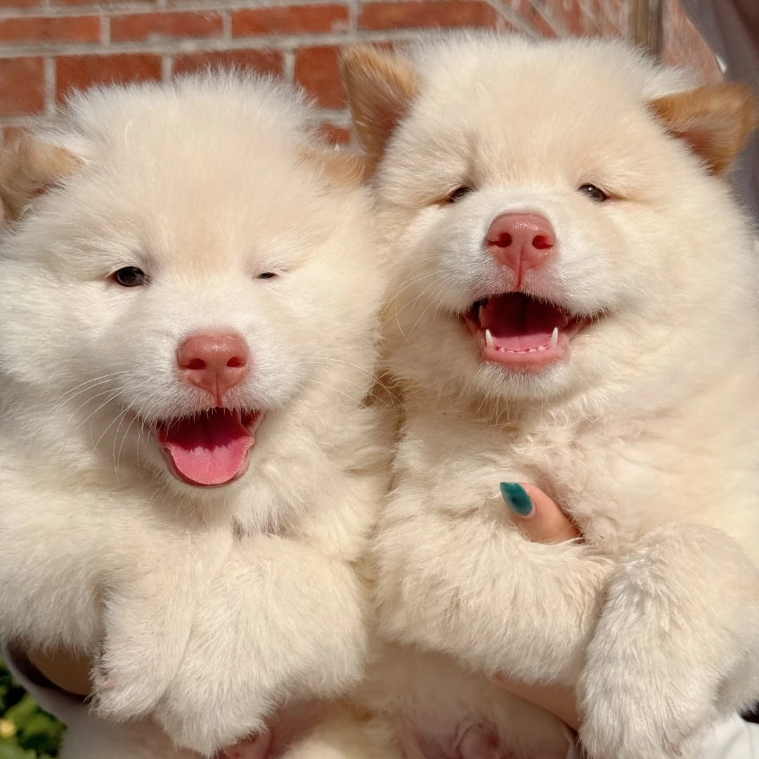 （摇尾巴田园犬）白土松，五黑，黄狗白面，四眼铁包金，山牛红五红小狗