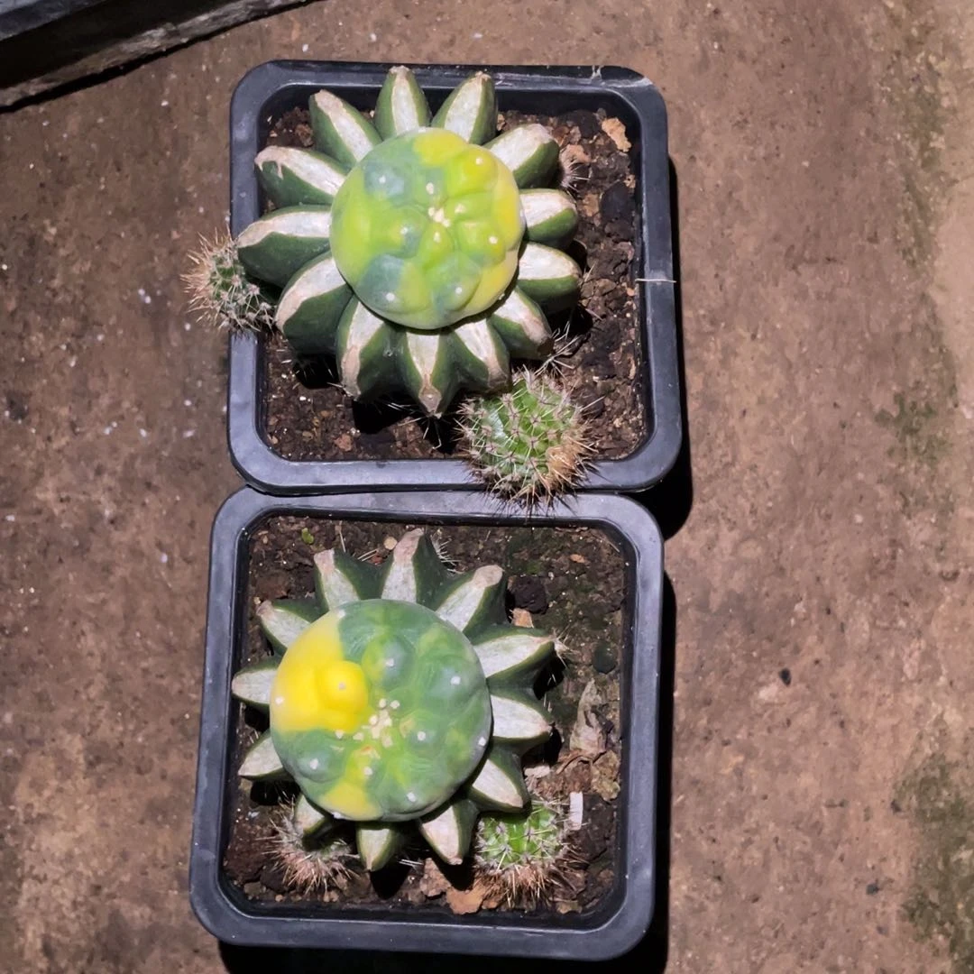 欲犹银锦两颗 仙人球开花