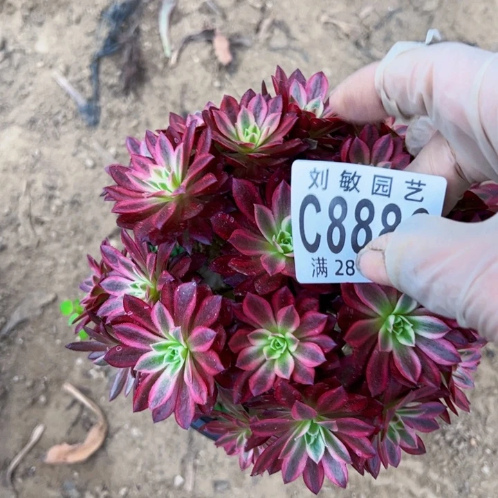 米莱狄多肉植物法师8886