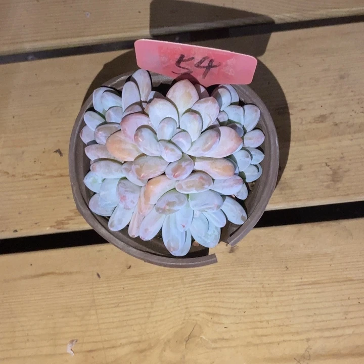是谁让这只可爱多