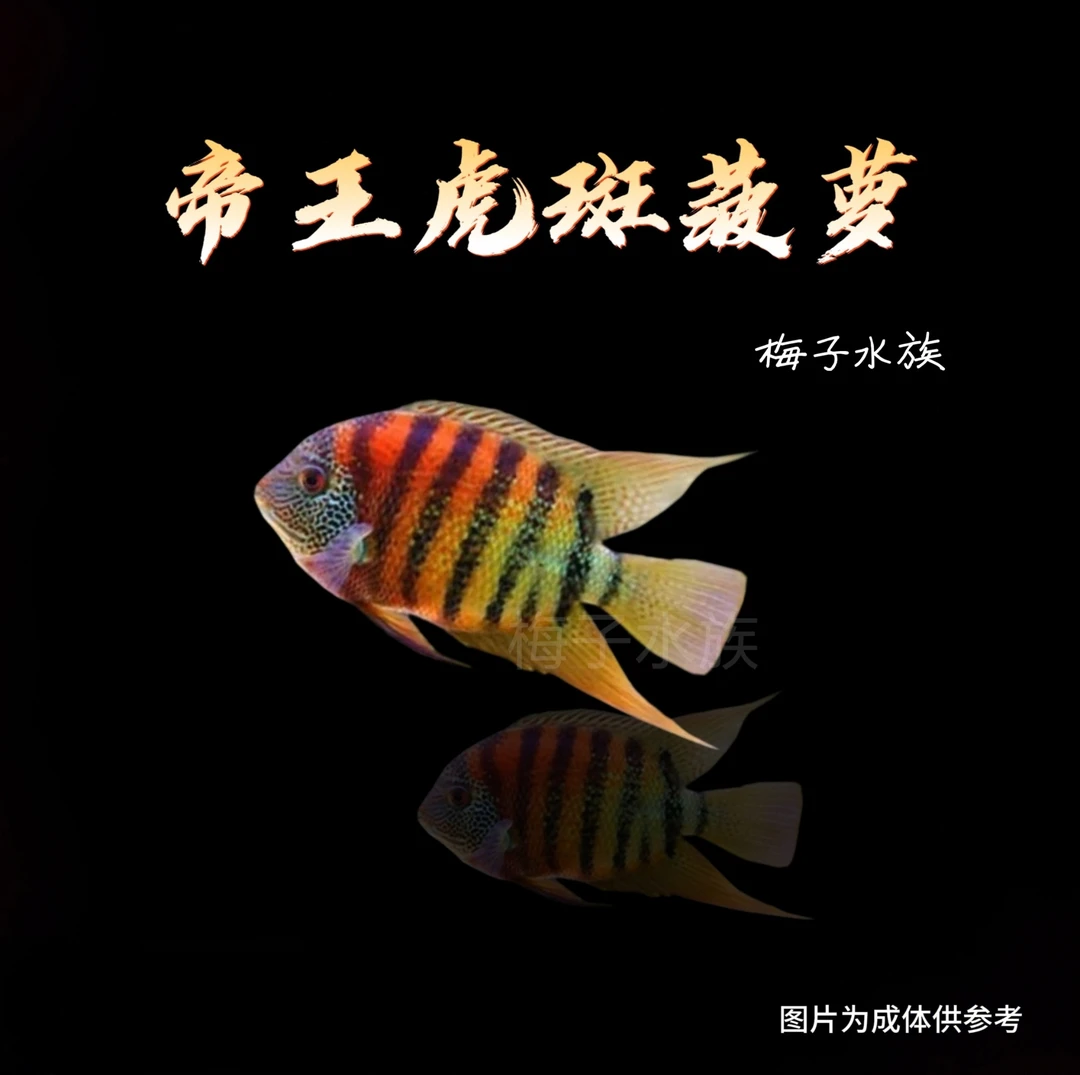 帝王虎斑菠萝鱼热带鱼