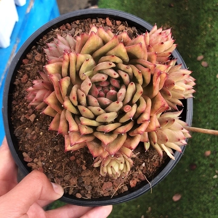蔷薇玛利亚捧花多肉植物