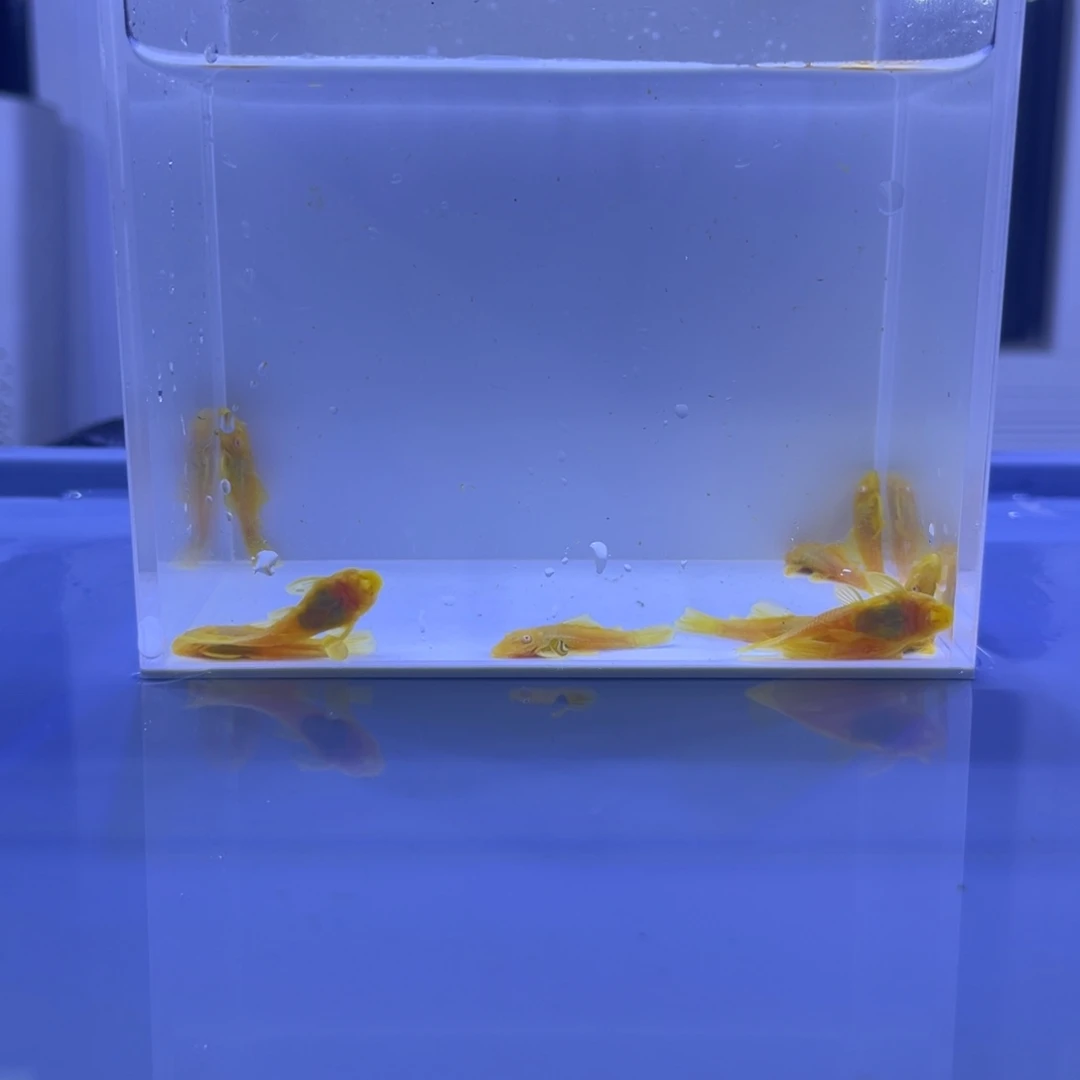 孔雀鱼胡子十条开箱视频报损