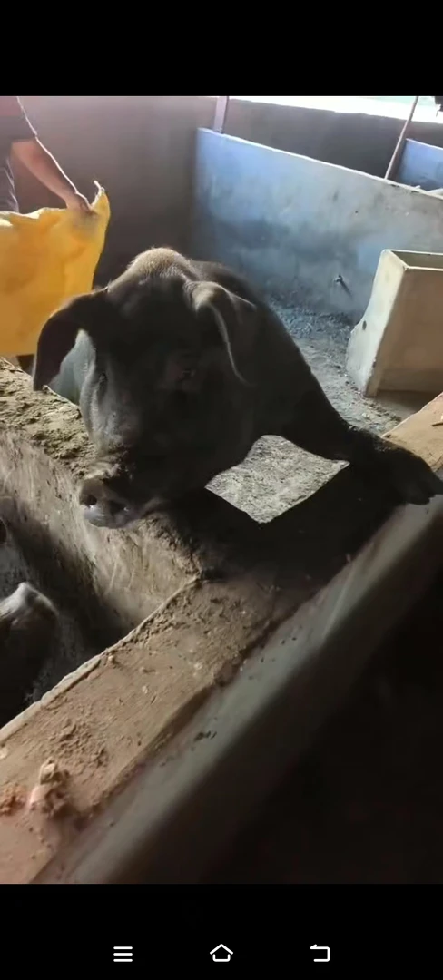 原生态山东菏泽黑毛土猪肉