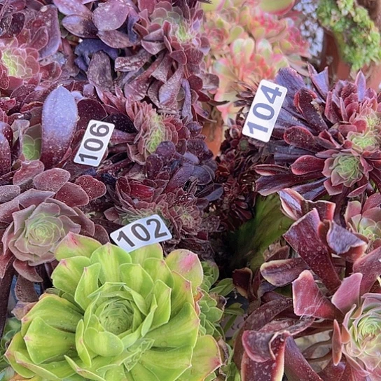 艾***姐多肉植物三个法师