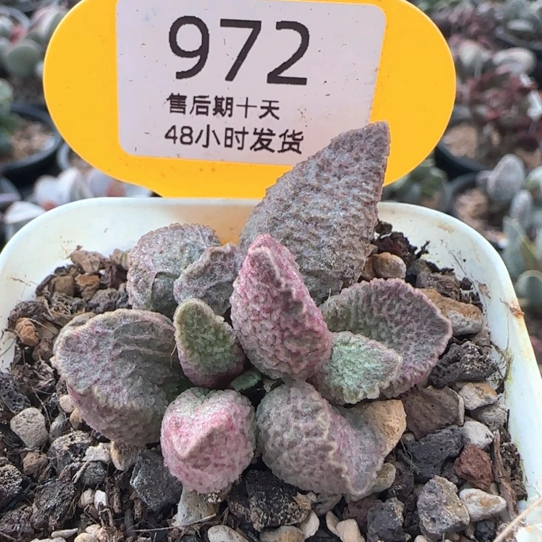 融化纹猪肝。   972。